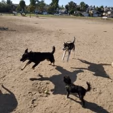 Maddox Neighborhood Dog Park